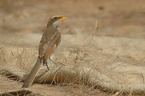 Yellow-Billed Shrike.JPG